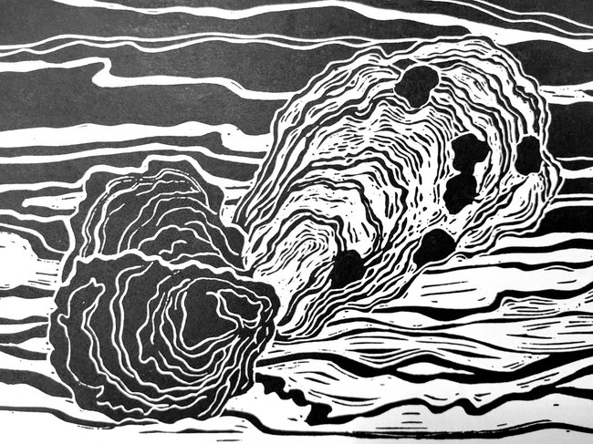 Illustration of oysters