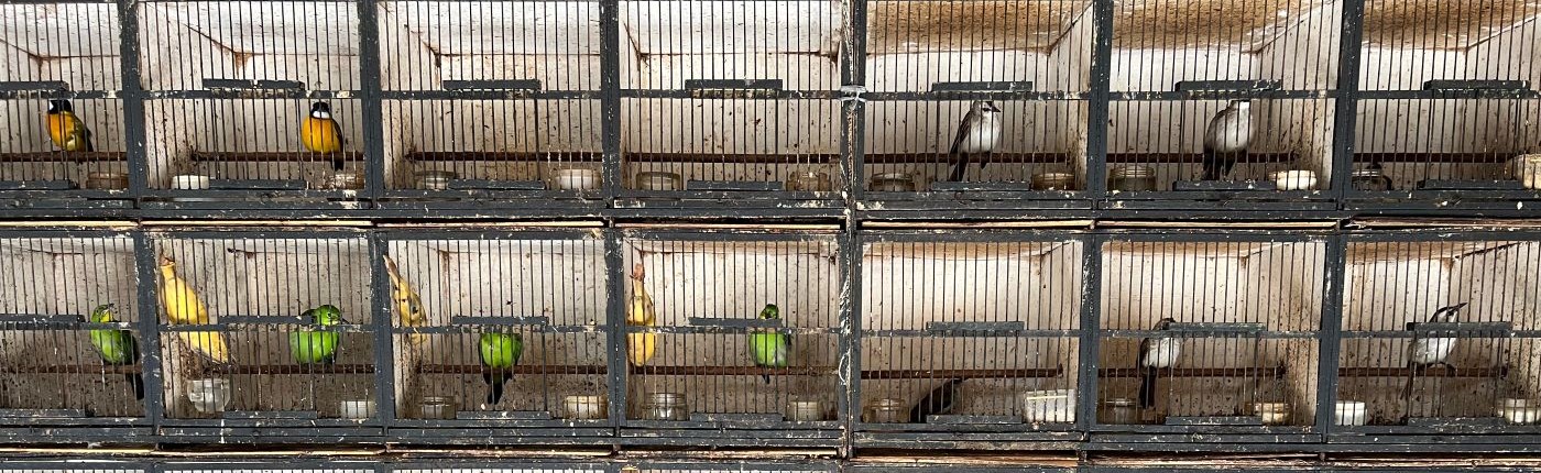 Photo of caged birds